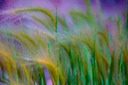 Green Grass Painting
