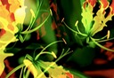 Lily Abstract 2