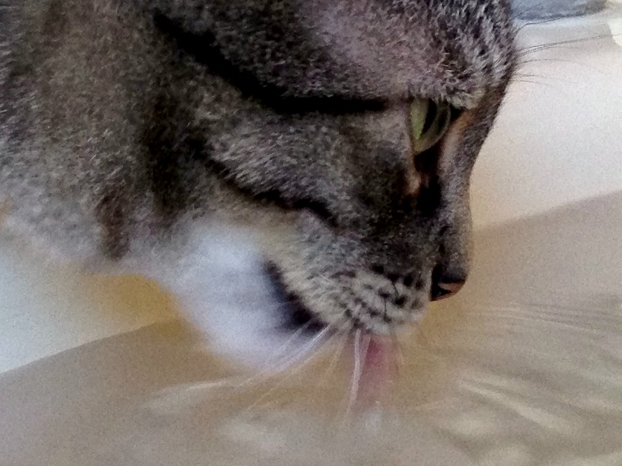 Misha