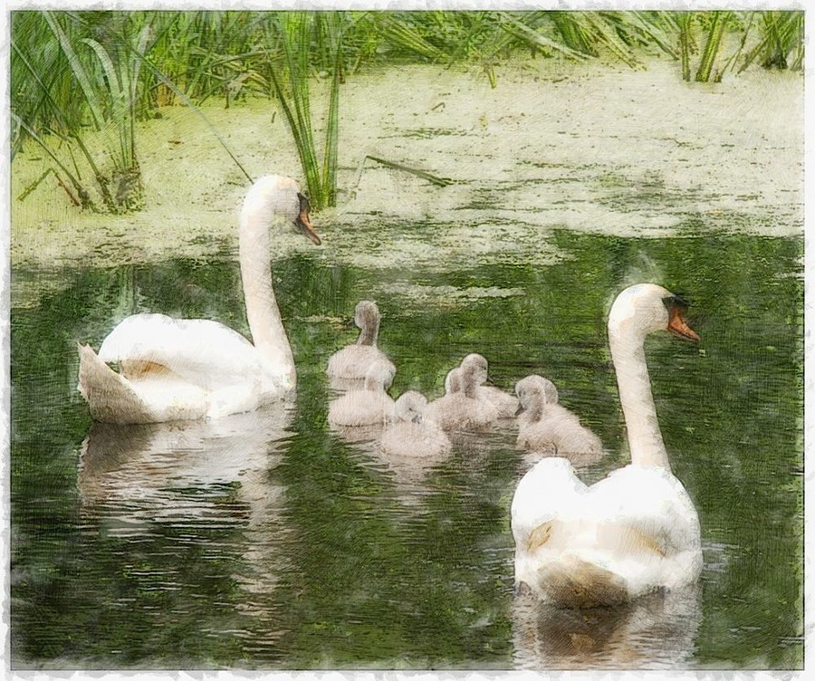 Swans