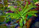 The Ferns