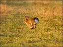 The Runner