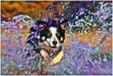 Water Dog